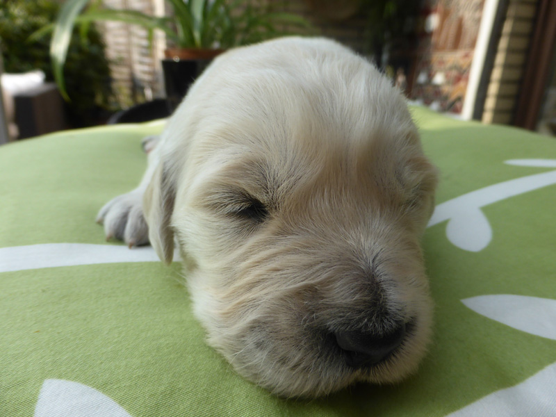 Golden-Retriever-Bremen