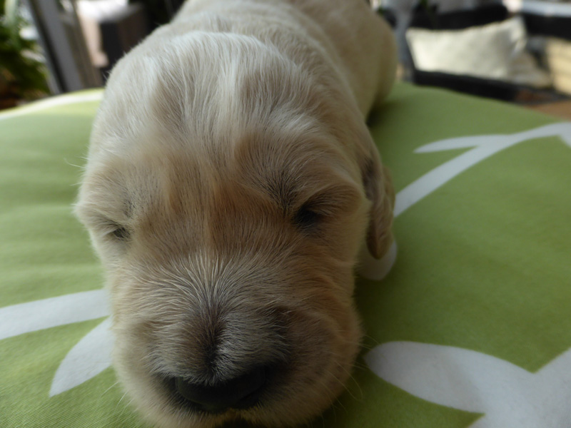 Golden-Retriever-Bremen