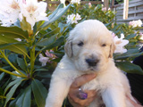 Golden-Retriever-Bremen