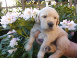 Golden-Retriever-Bremen