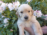 Golden-Retriever-Bremen