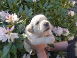 Golden-Retriever-Bremen
