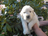 Golden-Retriever-Bremen