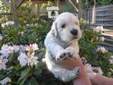 Golden-Retriever-Bremen