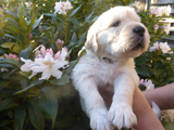 Golden-Retriever-Bremen