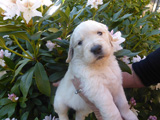 Golden-Retriever-Bremen