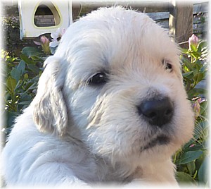 Golden-Retriever-Bremen
