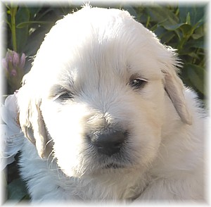 Golden-Retriever-Bremen