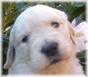 Golden-Retriever-Bremen