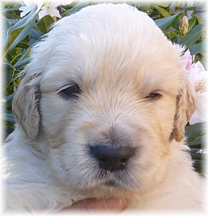 Golden-Retriever-Bremen
