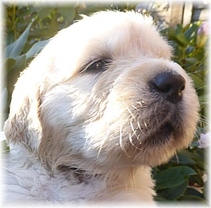Golden-Retriever-Bremen