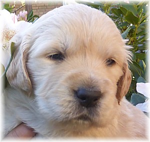 Golden-Retriever-Bremen