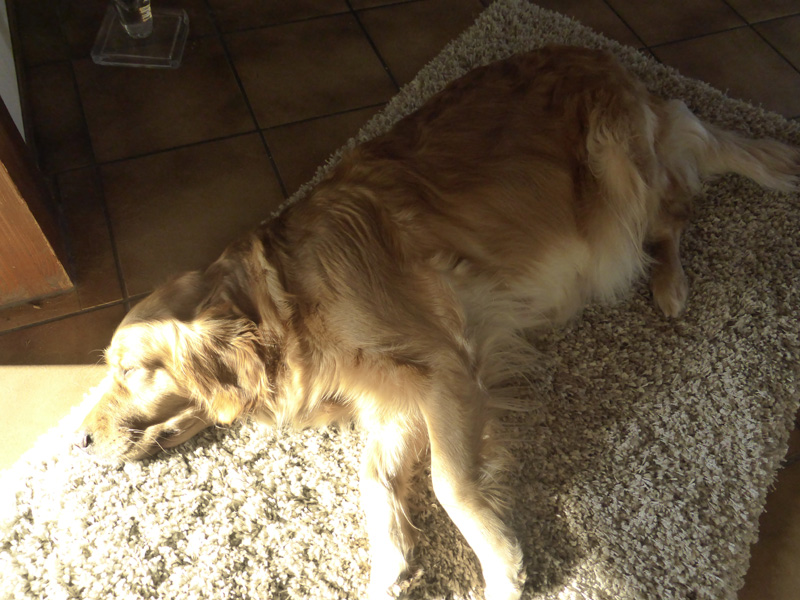 Golden-Retriever-Bremen