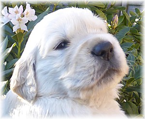 Golden-Retriever-Bremen