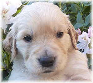 Golden-Retriever-Bremen