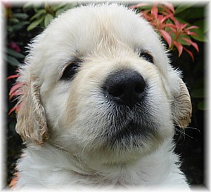 Golden-Retriever-Bremen