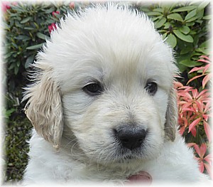Golden-Retriever-Bremen