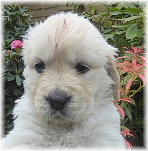 Golden-Retriever-Bremen