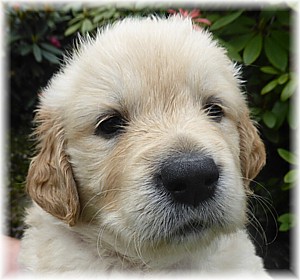 Golden-Retriever-Bremen