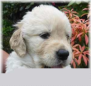 Golden-Retriever-Bremen
