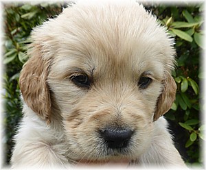 Golden-Retriever-Bremen
