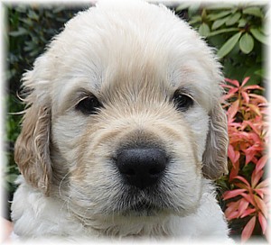 Golden-Retriever-Bremen