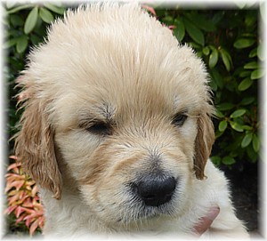 Golden-Retriever-Bremen