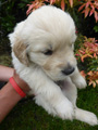 Golden-Retriever-Bremen