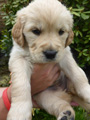Golden-Retriever-Bremen