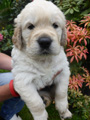 Golden-Retriever-Bremen
