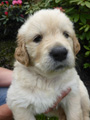 Golden-Retriever-Bremen