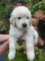 Golden-Retriever-Bremen