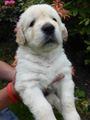 Golden-Retriever-Bremen