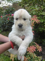 Golden-Retriever-Bremen