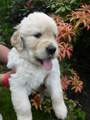 Golden-Retriever-Bremen
