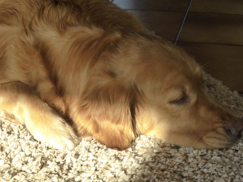 Golden-Retriever-Bremen