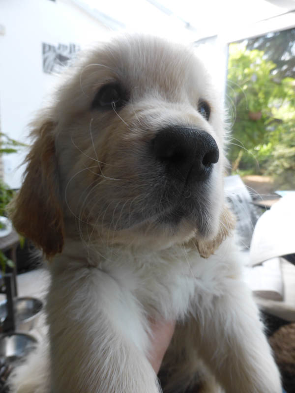 Golden-Retriever-Bremen
