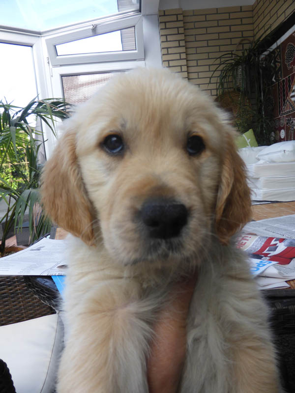 Golden-Retriever-Bremen