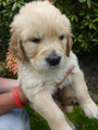 Golden-Retriever-Bremen