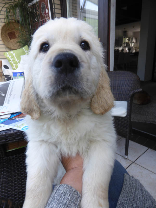 Golden-Retriever-Bremen