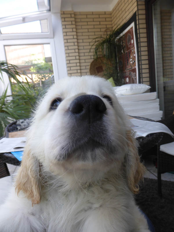 Golden-Retriever-Bremen