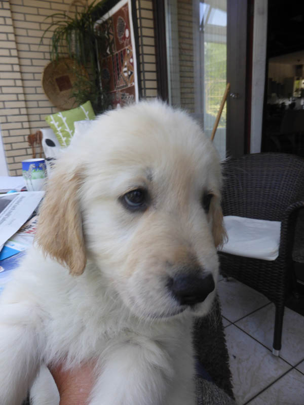 Golden-Retriever-Bremen