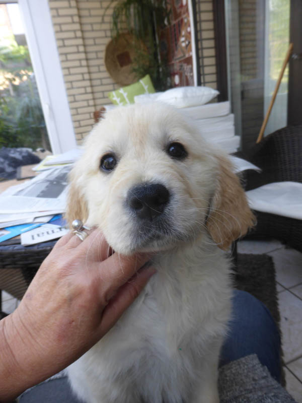 Golden-Retriever-Bremen
