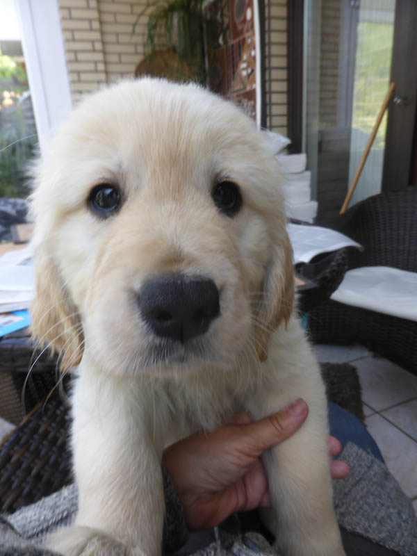 Golden-Retriever-Bremen
