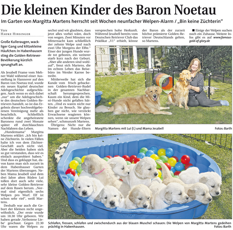 Golden-Retriever-Bremen