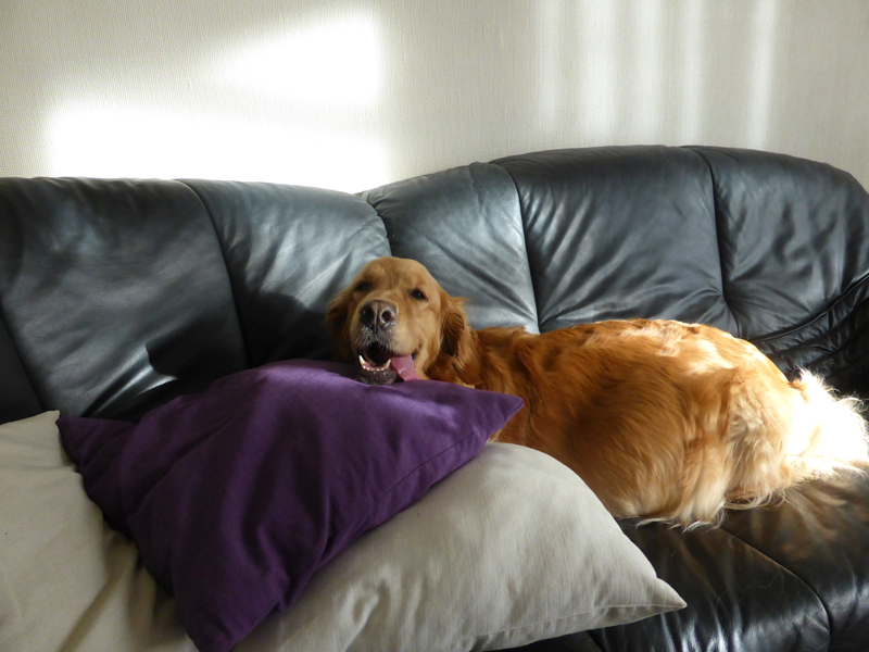 Golden-Retriever-Bremen