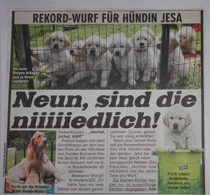 Golden-Retriever-Bremen