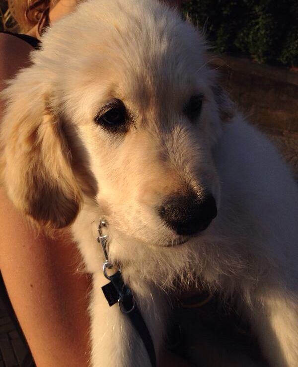 Golden-Retriever-Bremen