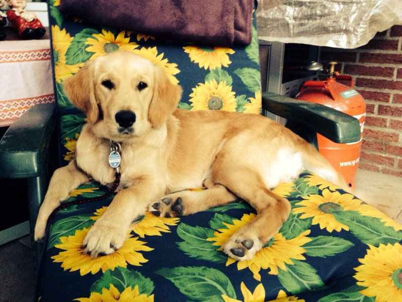 Golden-Retriever-Bremen