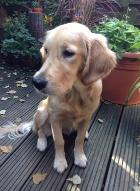 Golden-Retriever-Bremen